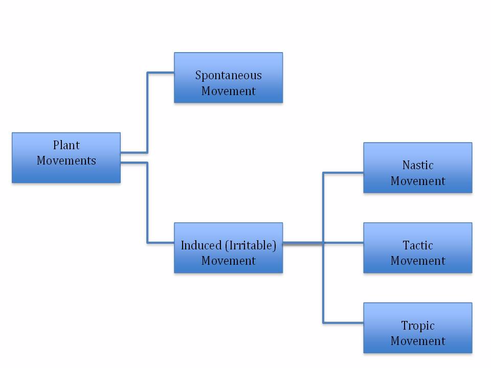A summary of the types of movements shown by plants in response to stimuli.