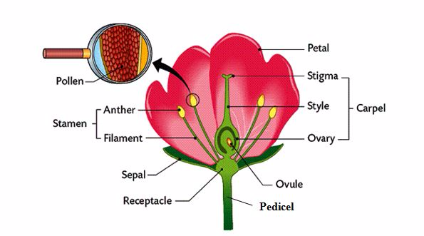 <em>Structure of a flower</em>
