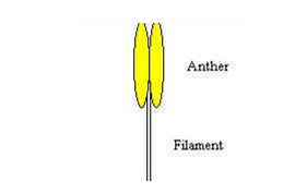 <em>Male parts of a flower</em>