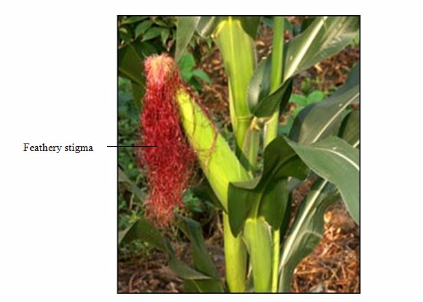 <em>Wind-pollinated flower</em>