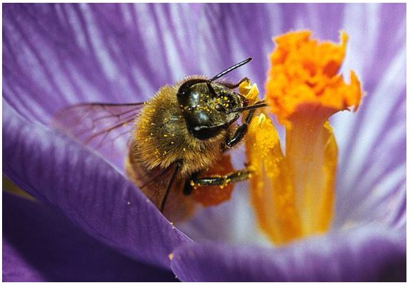 <em>A bee collects pollen on its body as it feeds</em>