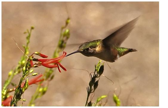 <em>A bird feeding on nectar</em>
