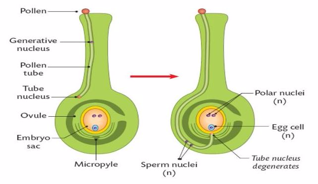 <em>The process of fertilisation</em>