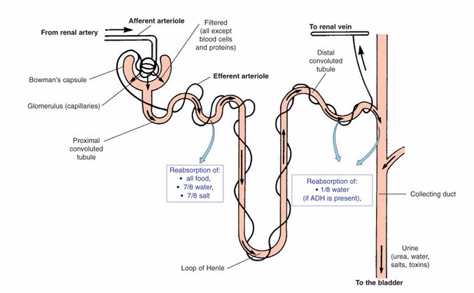 <strong>Structure of the nephron</strong>