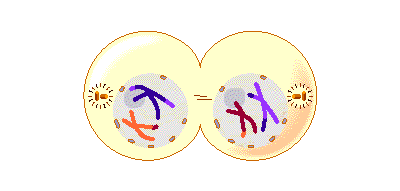 Telophase I