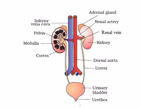 <strong>The human urinary system</strong>