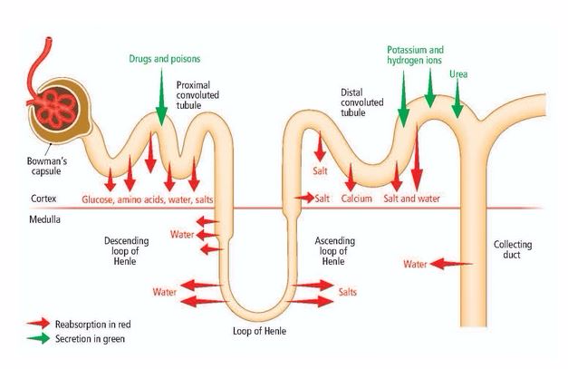 <strong><em>Reabsorption and secretion by the nephron</em></strong>