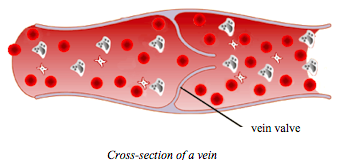 Cross section of vein