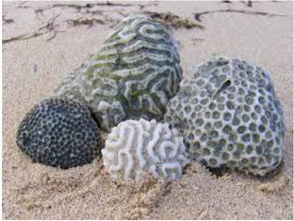 <em>Fig 1.12 Coral rocks</em>