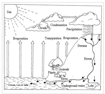 <strong>The water cycle</strong>