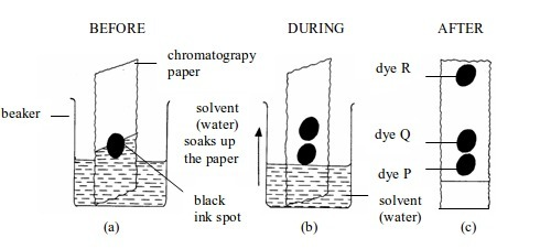 <em>Separating the components of black ink by paper chromatography</em>