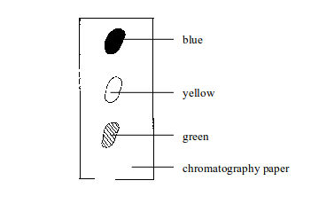 Paper chromatography showing the separated components of black ink